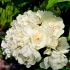 Rosa 'Purezza' -- Banksia Rose 'Purezza'